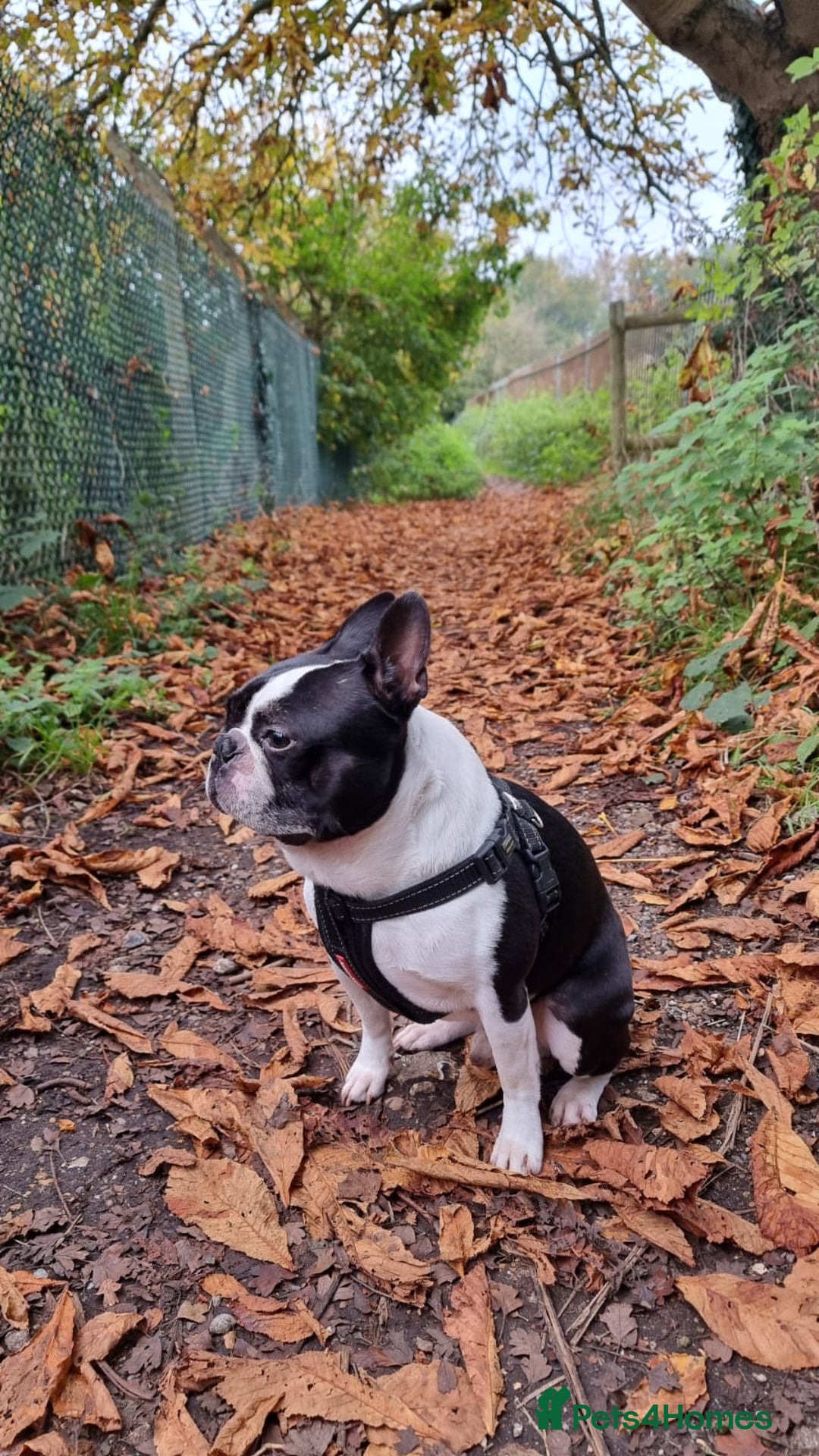 Boston Terrier dogs for stud: KC Loving Boston Terrier Available for Stud - Image 4