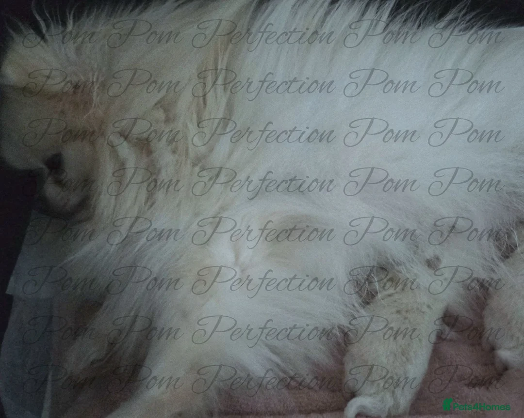 Pomeranian dogs for sale: Teddy Bear Pomeranian Boy - Advert 4