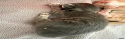Mixed Breed cats for sale: Stunning litter off fur babies  - Advert 13