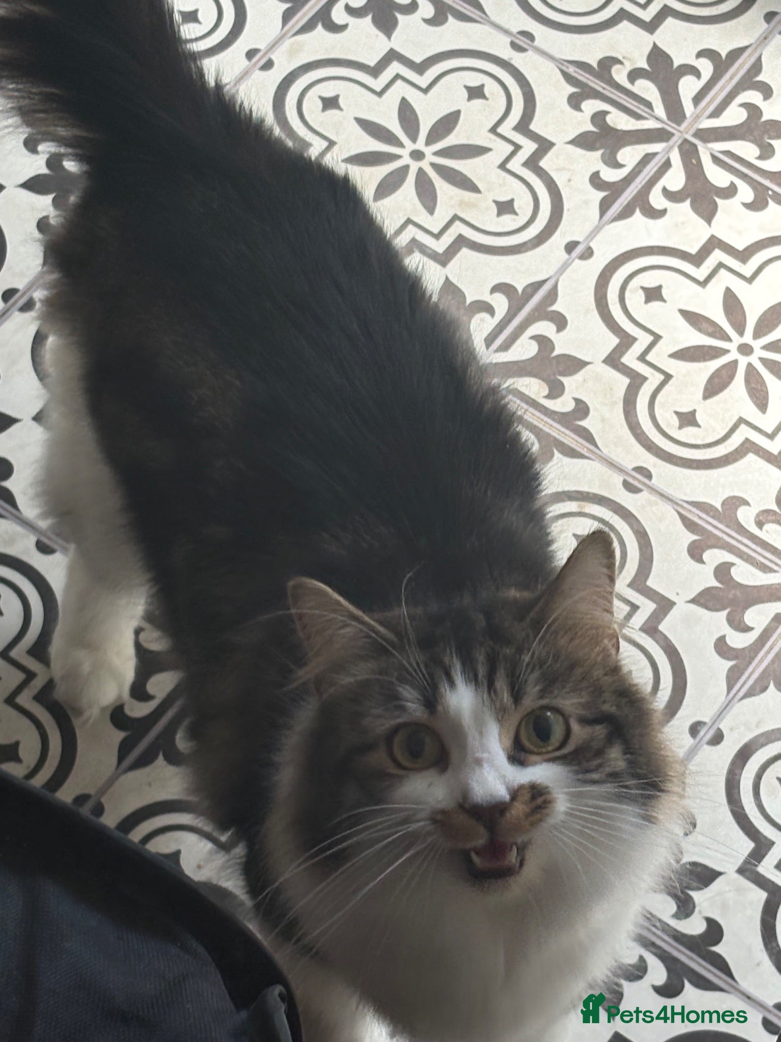 Mixed Breed cats 3 kittens available  - Advert 2