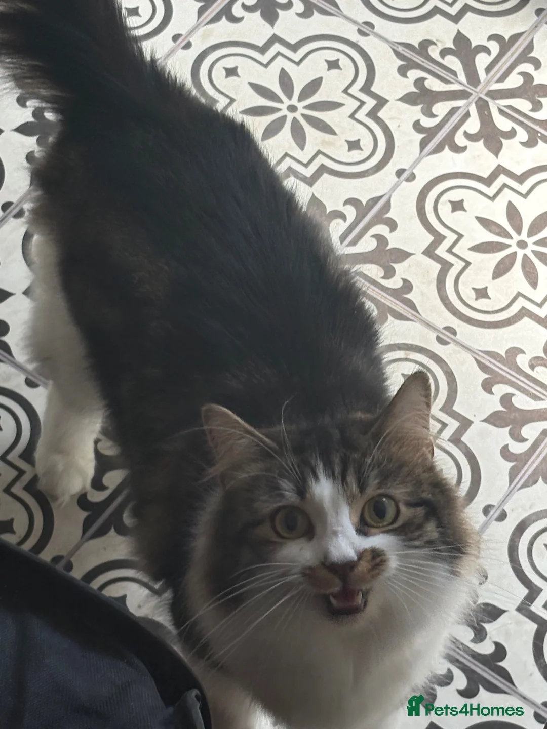 Mixed Breed cats for sale: 3 kittens available  in Nottingham - Advert 1