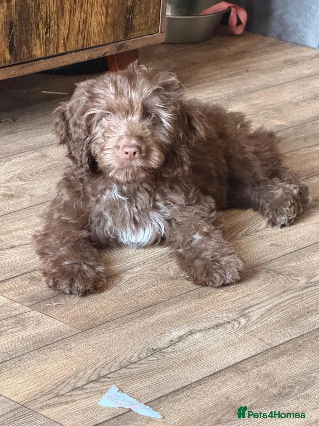 Cockapoo dogs for sale: Chocolate cockapoo in March - Advert 2