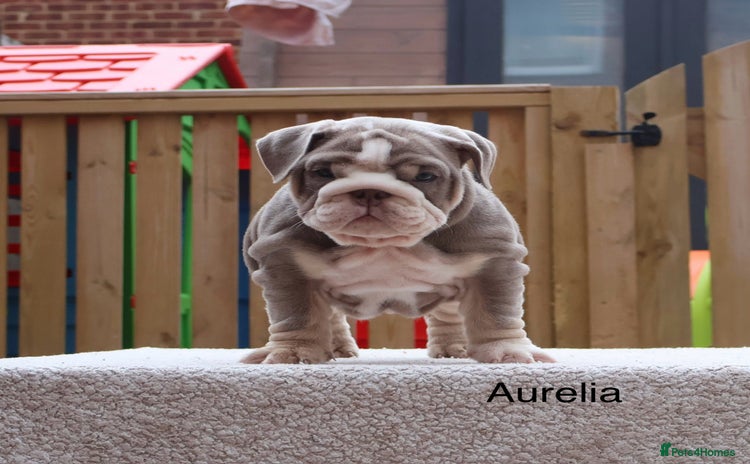 English Bulldog dogs - Advert 4