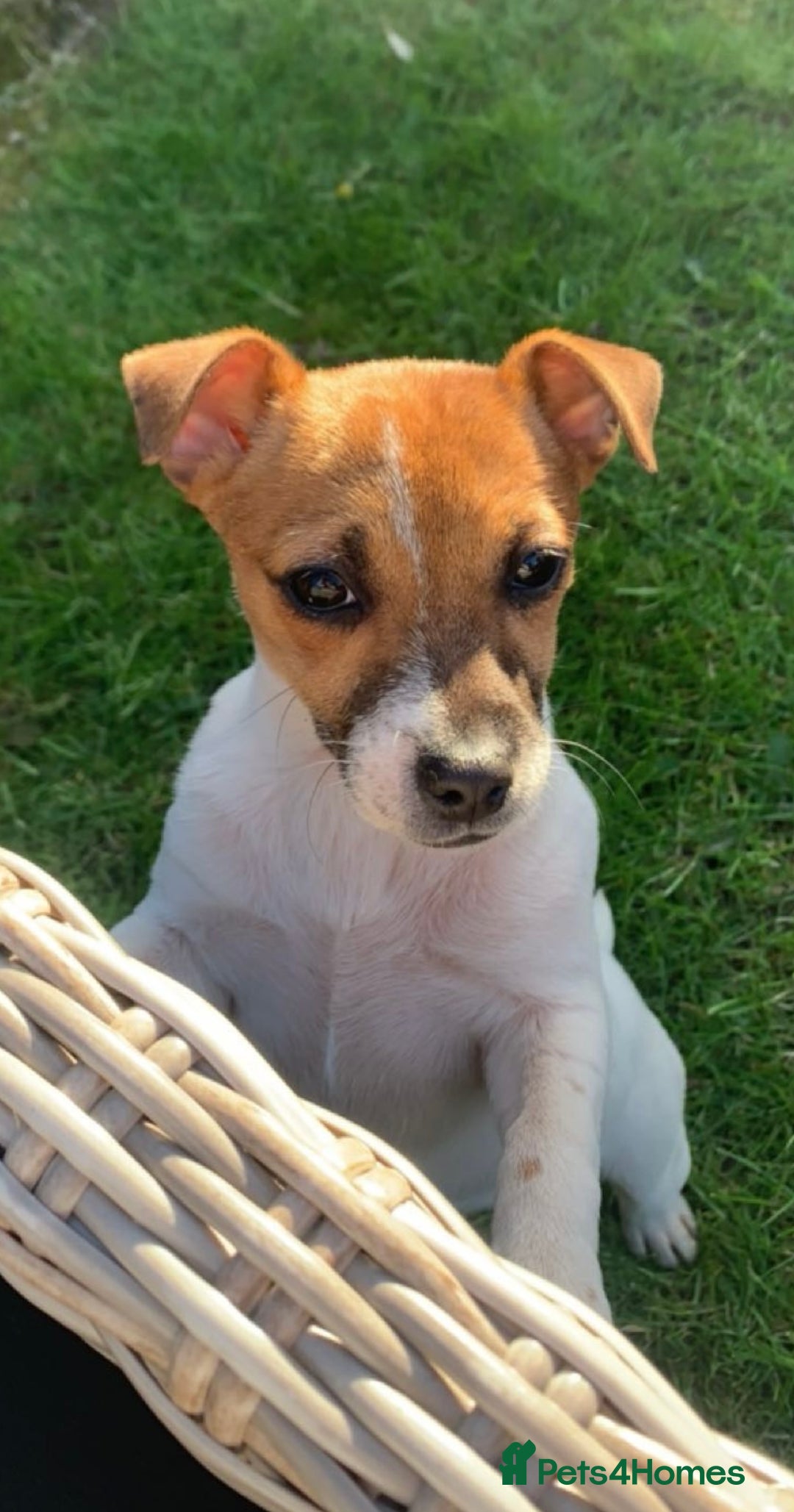 Jack Russell dogs for sale: Jack Russell  - Advert 1