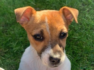 Jack Russell dogs Jack Russell - Advert 3