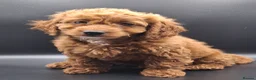 Cavapoo dogs for sale: Stunning Micro Asian Poodle x Cavapoo F1B puppies - Advert 13