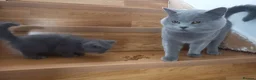 British Shorthair cats for sale: Kittens  - Advert 3