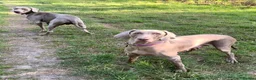 Weimaraner dogs for sale: Wonderful KC Reg Weimaraner Puppies x 6  - Advert 22