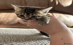 Mixed Breed cats for sale: 6 Beautiful kittens  - Image 19