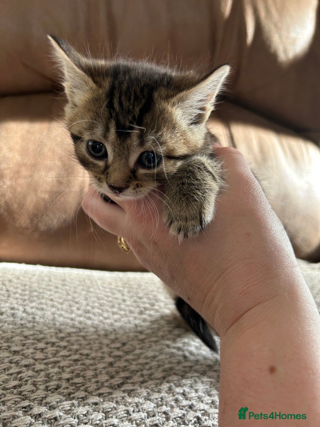 Mixed Breed cats for sale: 6 Beautiful kittens  - Image 19