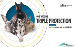 Continental Giant rabbits for sale: Giant Papillon Baby Boys  - Vaccinated - Reserve - Image 20