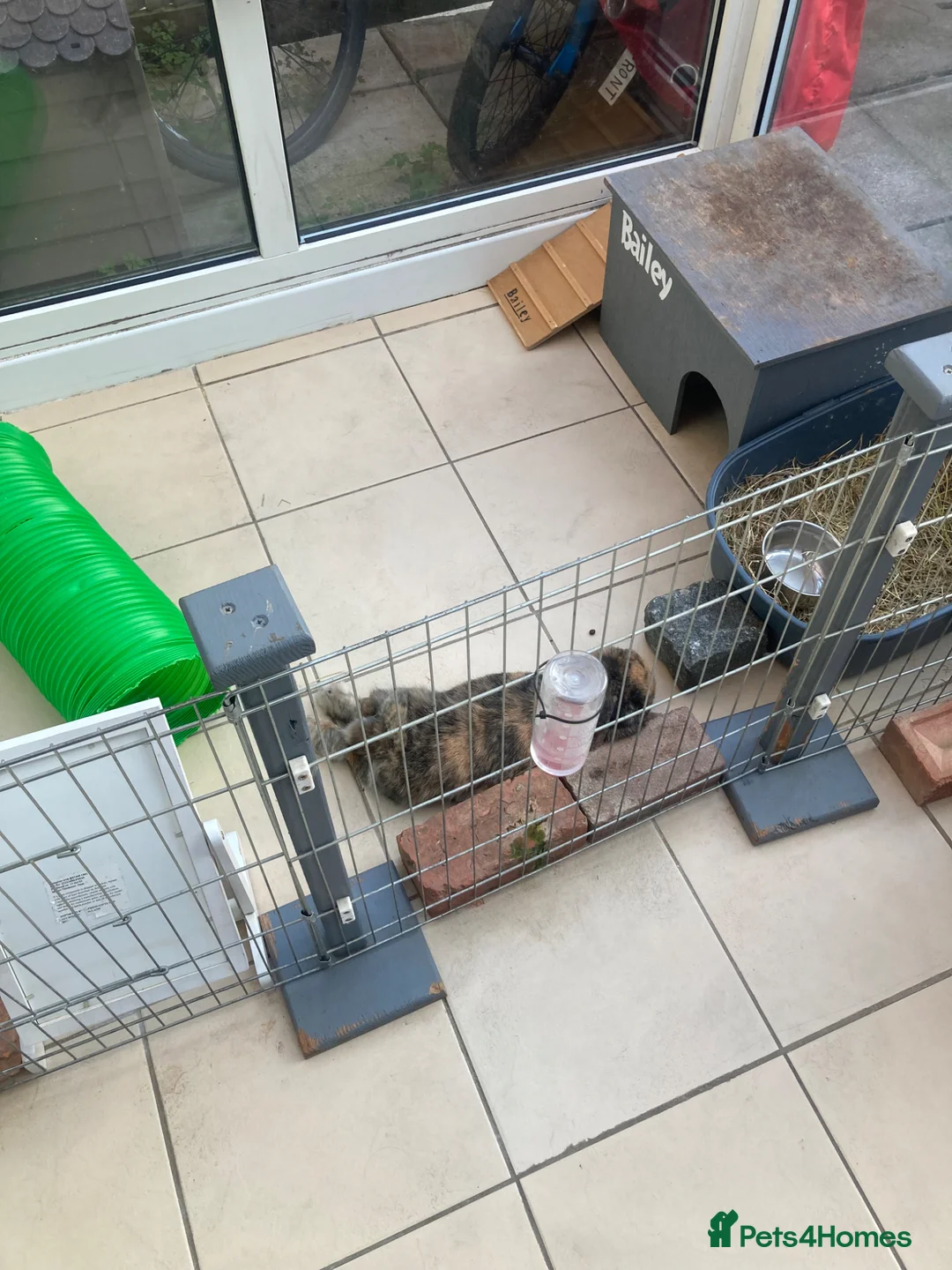 Mini Lop rabbits for sale: Bailey  - Advert 4