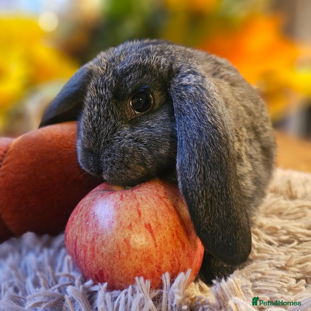 French Lop rabbits for sale: Rabbits for Sale males  - Advert 3