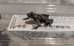 Frog reptiles for sale: Bombina oriental (fire bellie toads ) - Image 7