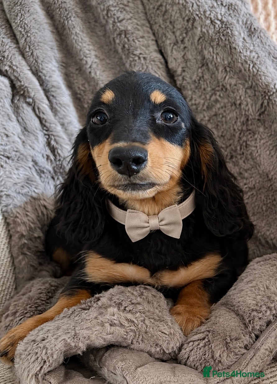 Dachshund dogs BEAUTIFUL LONGHAIR KC REG & PRA CLEAR MINI🩷💙 - Advert 1
