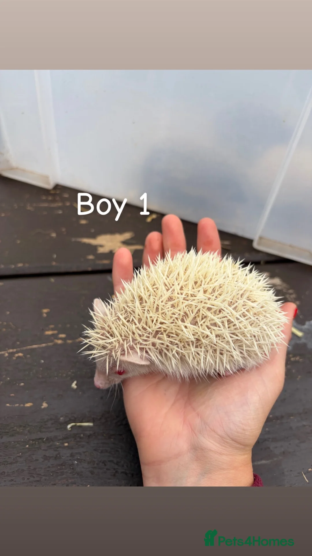 Pygmy Hedgehog rodents for sale: 2 Baby Pygmy Hedgehogs  - Advert 6