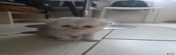 Scottish Fold cats for sale: Beautiful Scottish Fold Kittens  in Peterborough - Advert 3