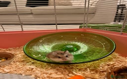 Hamster rodents for sale: Dwarf hamster - Image 2