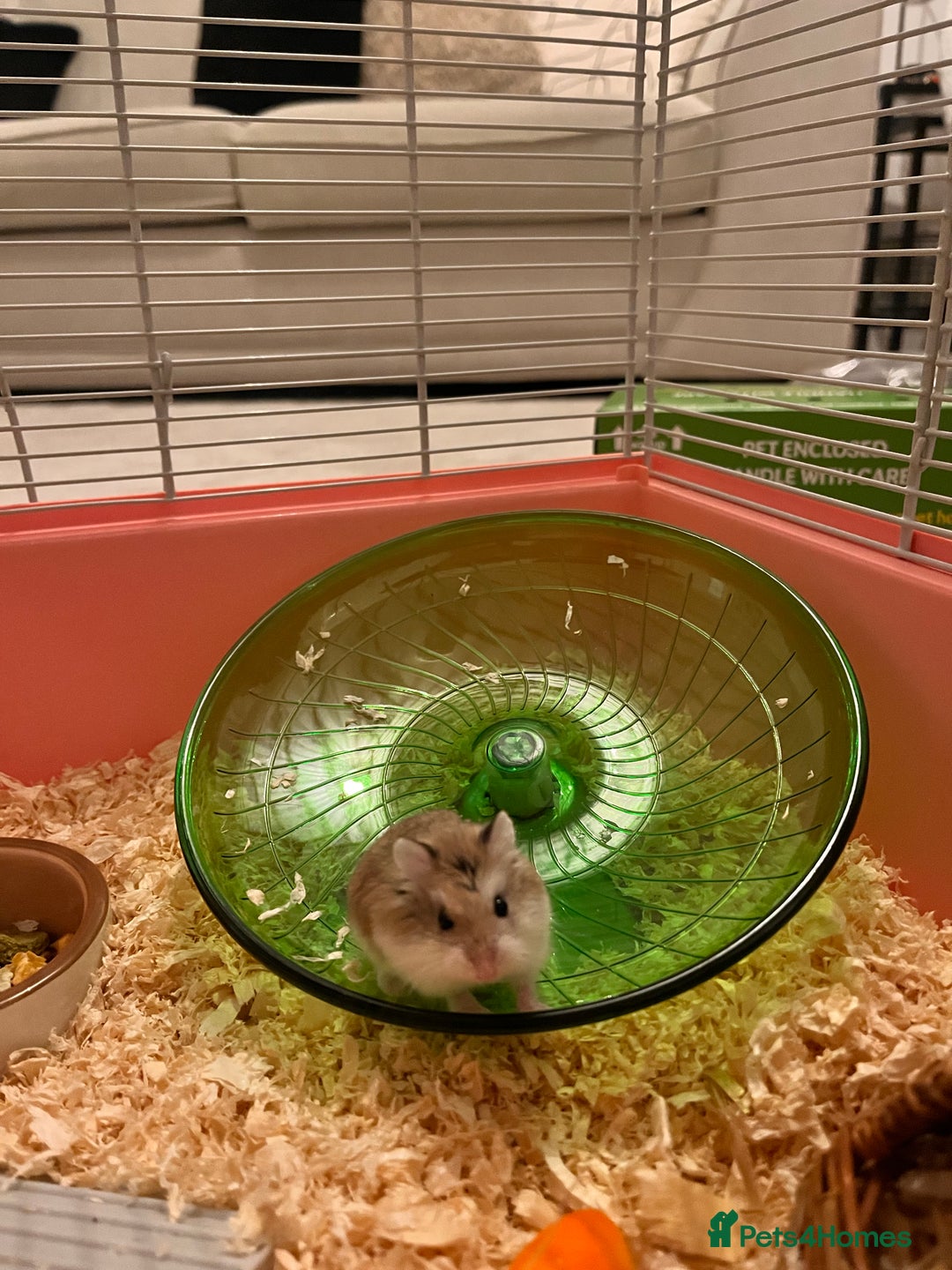 Hamster rodents for sale: Dwarf hamster - Image 2