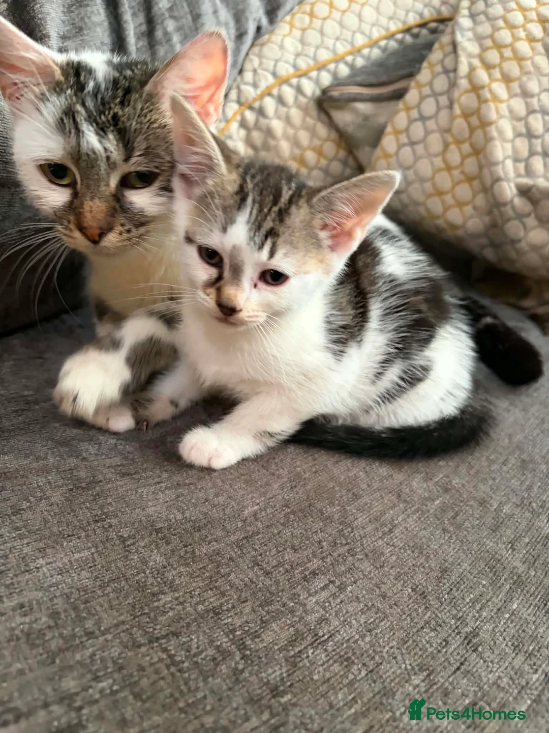 Domestic Shorthair cats for sale: Kittens - Advert 2