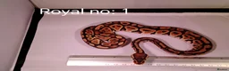 Python Snake reptiles for sale: ROYAL PYTHON JUVENILES - Advert 4