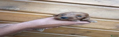 Cockapoo 1