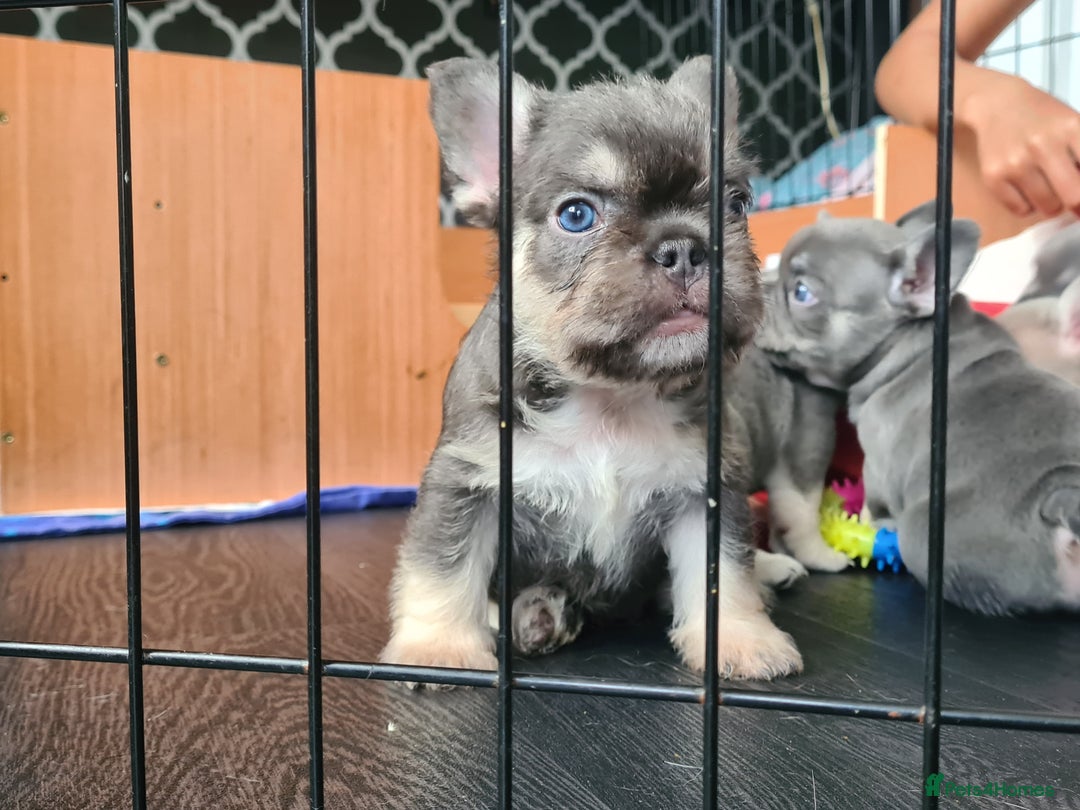 French Bulldog dogs for sale: Big Perm, fluffy and furnished frenchies  - Image 32