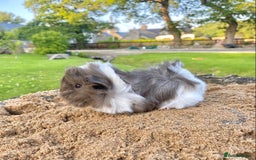 Guinea Pig rodents for sale: Long haired Guinea Pigs For Sale - Image 20