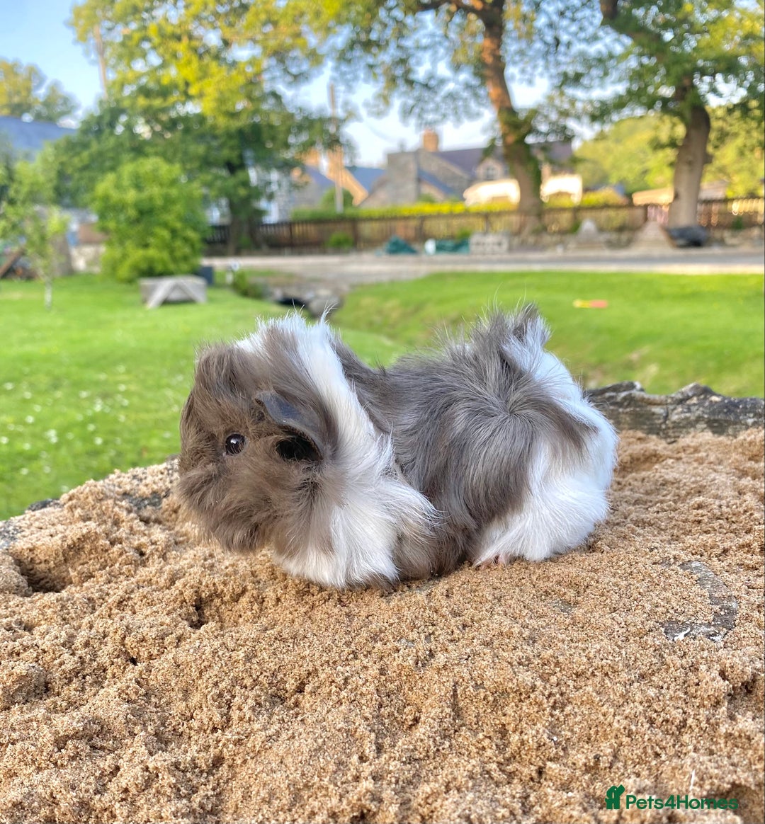 Guinea Pig rodents for sale: Long haired Guinea Pigs For Sale - Image 20