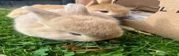 Netherland Dwarf rabbits for sale: 5 Netherland Dwarfs Baby Rabbits (3 weeks old)  in Birmingham - Advert 5