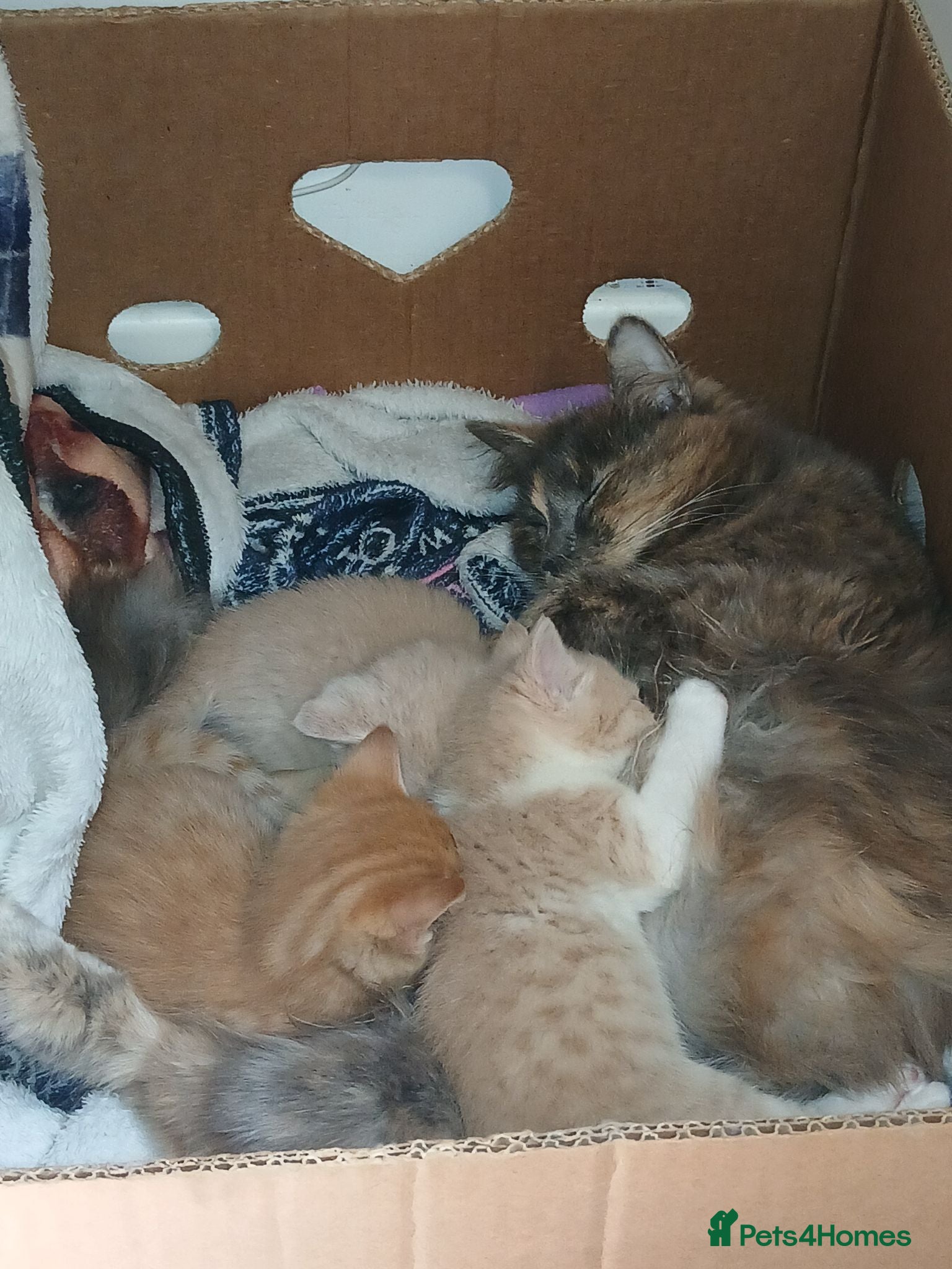 Mixed Breed cats Kittens  - Advert 2