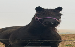 Welsh Section D horses for sale: Section D beautiful Black Mare Magic - Image 5
