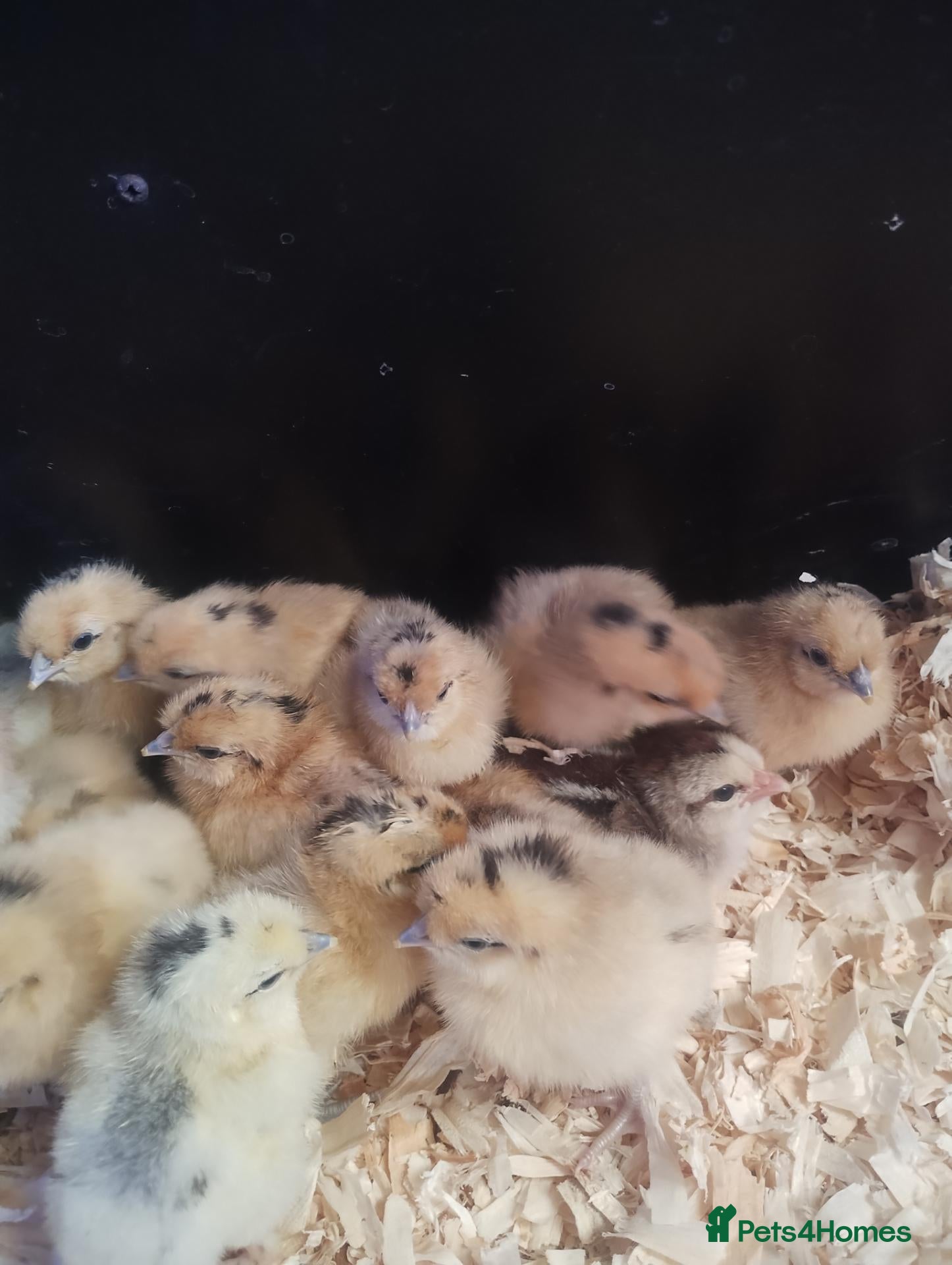 Chickens poultry Goldtop Bantam female chicks and wellsummer chicks - Advert 1