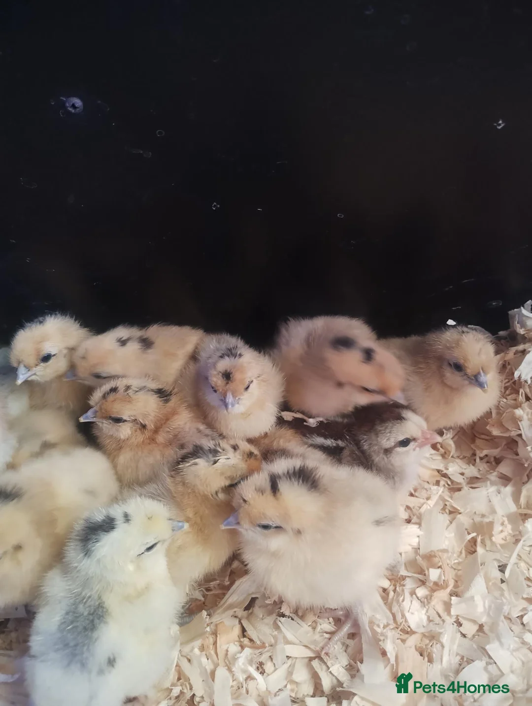 Chickens poultry for sale: Goldtop Bantam female chicks and wellsummer chicks - Advert 1