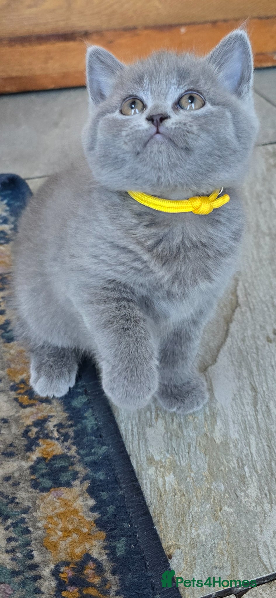 British Shorthair cats Gorgeous Cute British Short Hair Kittens - Advert 2