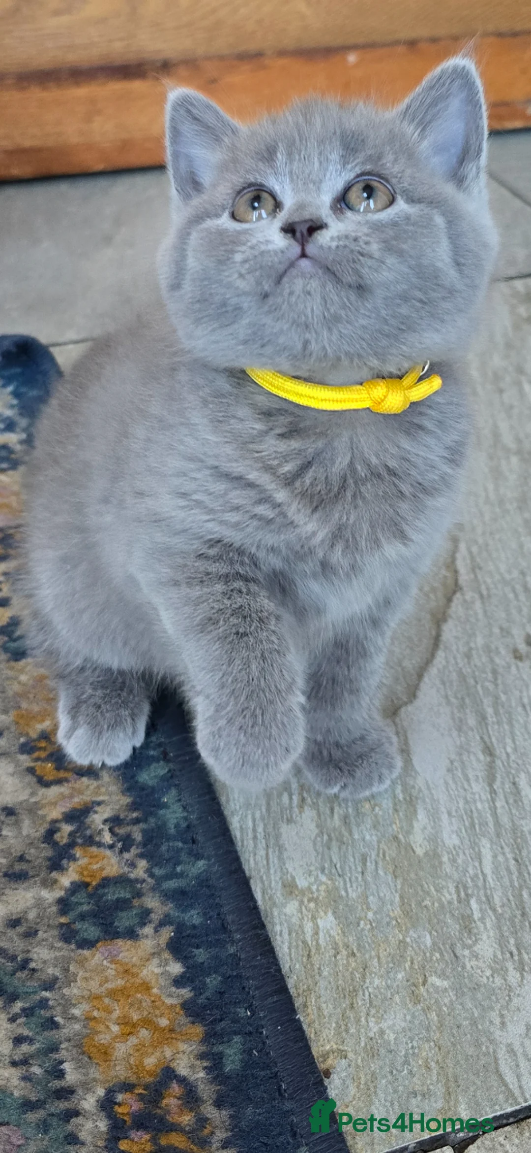 British Shorthair cats for sale: Gorgeous Cute British Short Hair Kittens - Advert 2