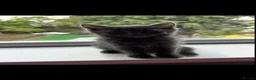 Mixed Breed cats for sale: Beautiful Ragdoll Cross Kittens – Available - Advert 19