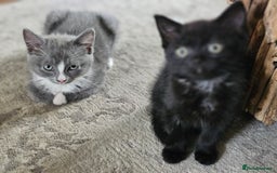 Mixed Breed cats for sale: 4 kittens looking for forever homes - Image 4