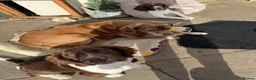 English Springer Spaniel dogs for sale: Springer spaniel girl in Hook - Advert 7