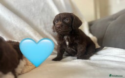 Cockapoo dogs for sale: beautiful toy cockapoo - Image 4