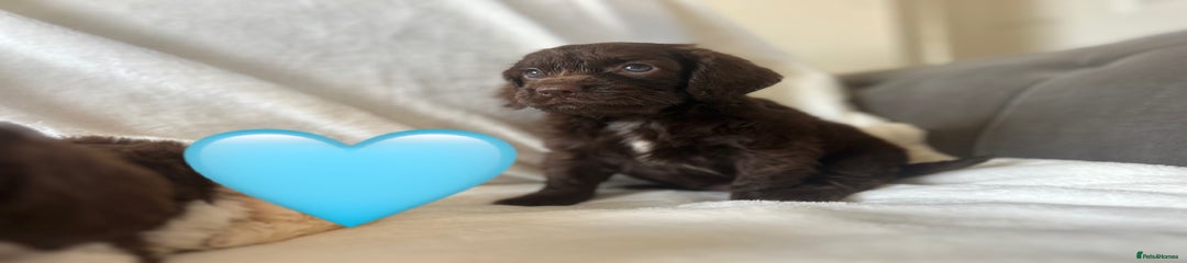 Cockapoo Puppy 2