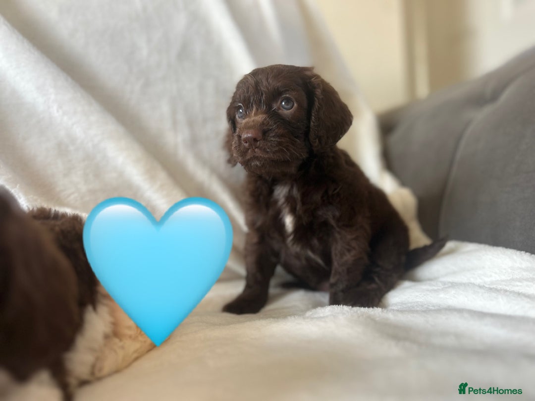 Cockapoo dogs for sale: beautiful toy cockapoo - Image 4