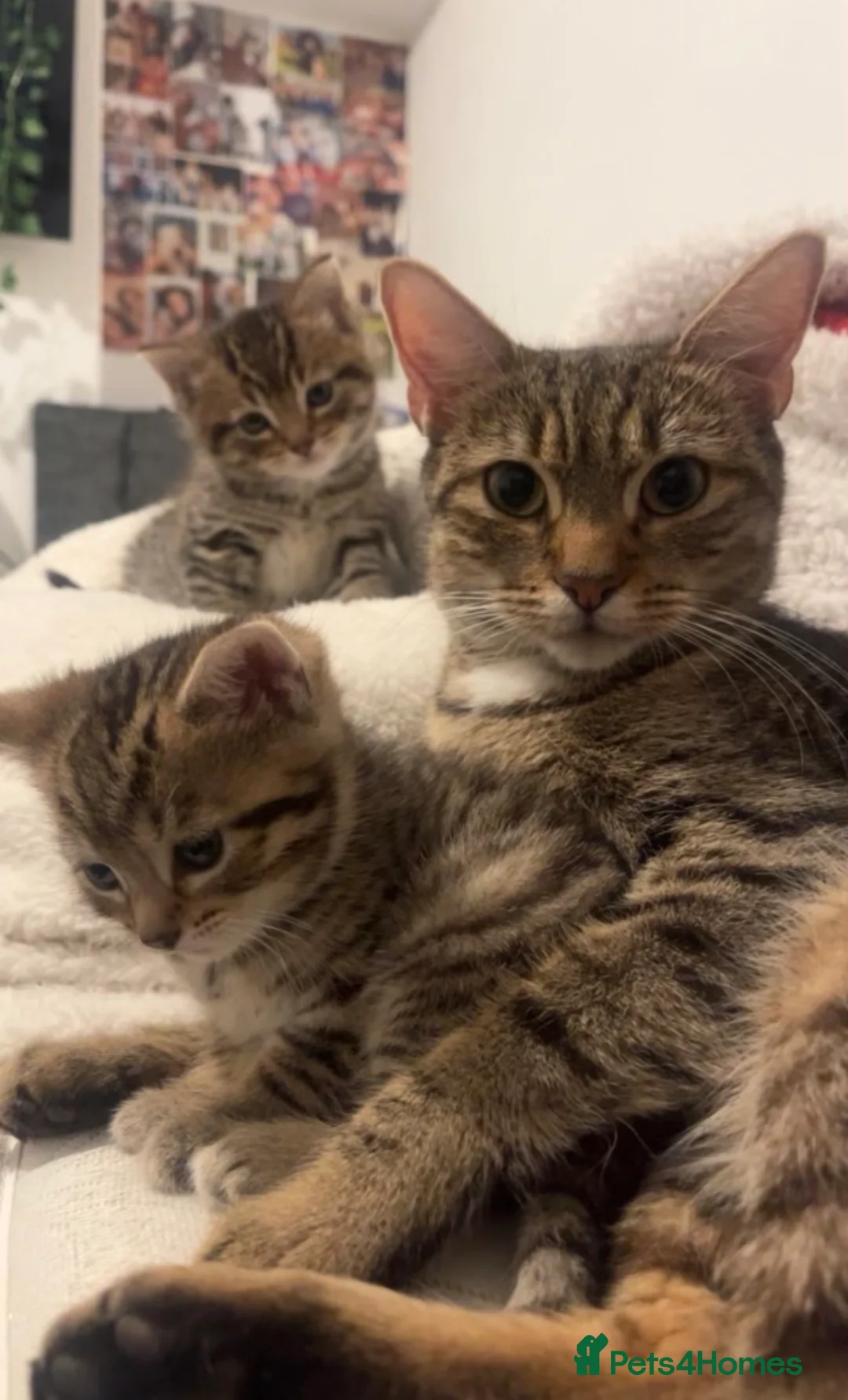 British Shorthair cats for sale: 2 boy kittens  - Advert 4