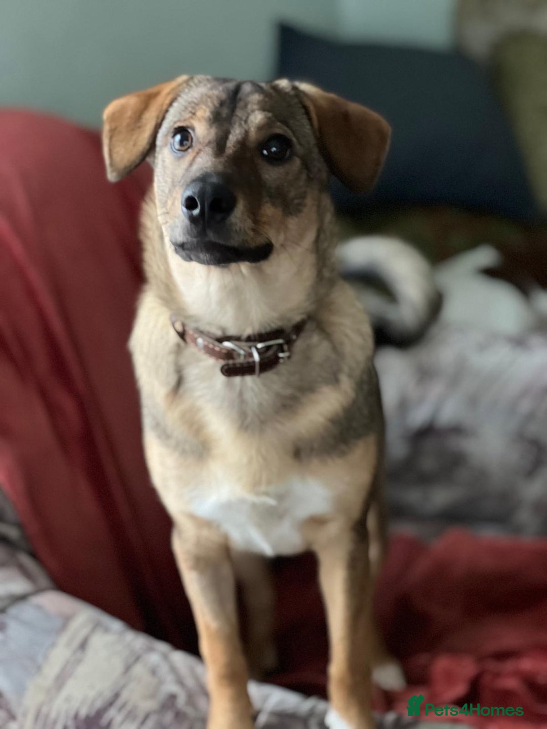 Border Collie dogs for adoption: POPPY – Border Collie (Female) - Advert 2