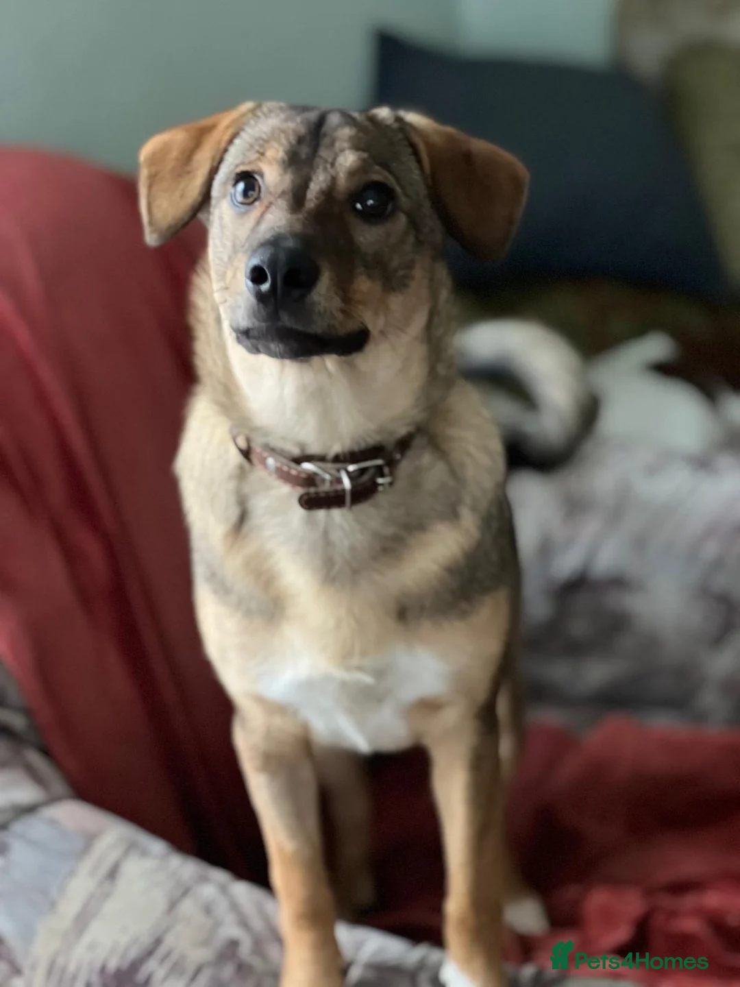 Border Collie dogs for adoption: POPPY – Border Collie (Female) - Advert 2