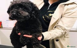 Maltipoo dogs for sale: Adorable Maltipoo puppies  - Image 10