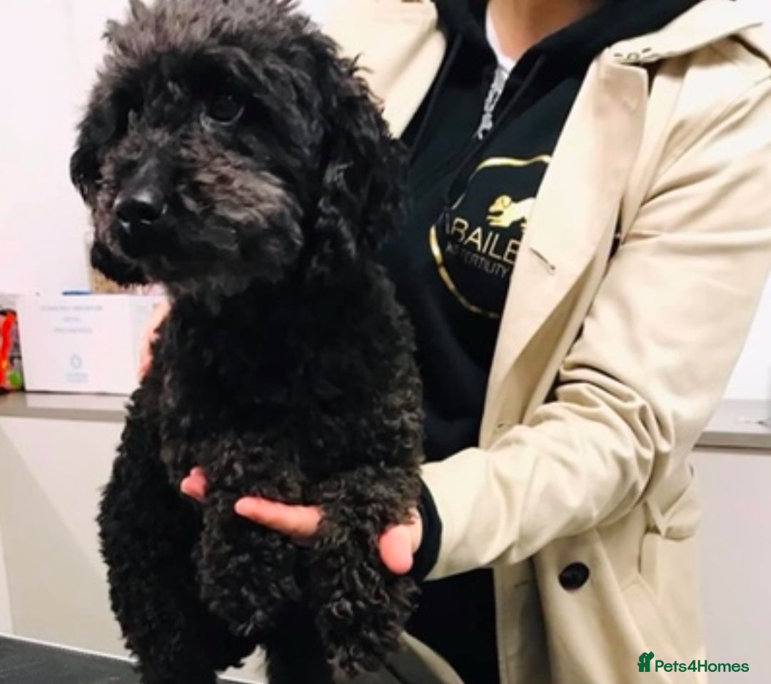 Maltipoo dogs for sale: Adorable Maltipoo puppies  - Image 10