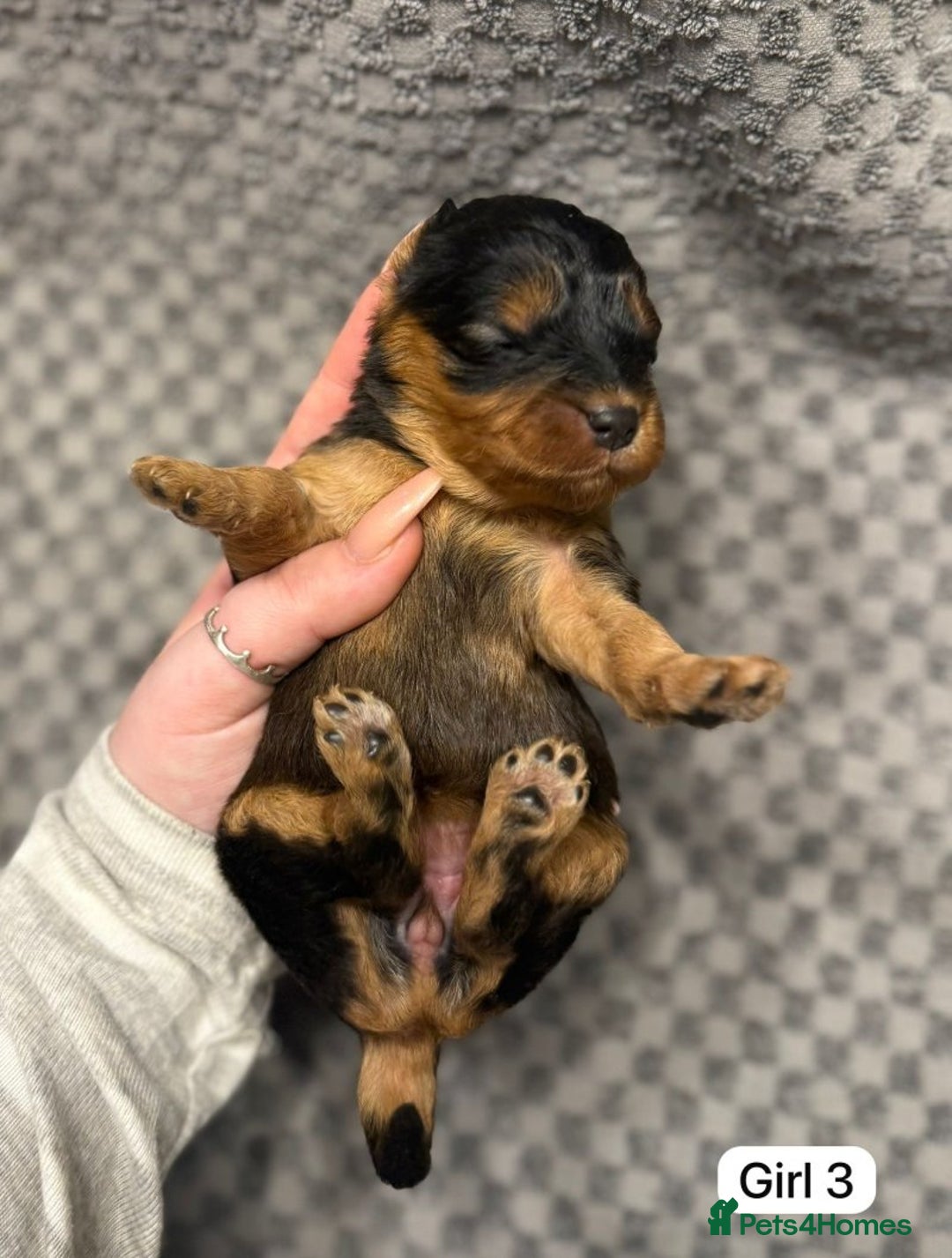 Cavapoo dogs for sale: 💛Gorgeous Cavapoo Puppies Looking 4 Forever Homes - Advert 5