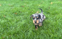 Mixed Breed dogs for sale: Dapple Shnoxy puppies for sale - Image 6