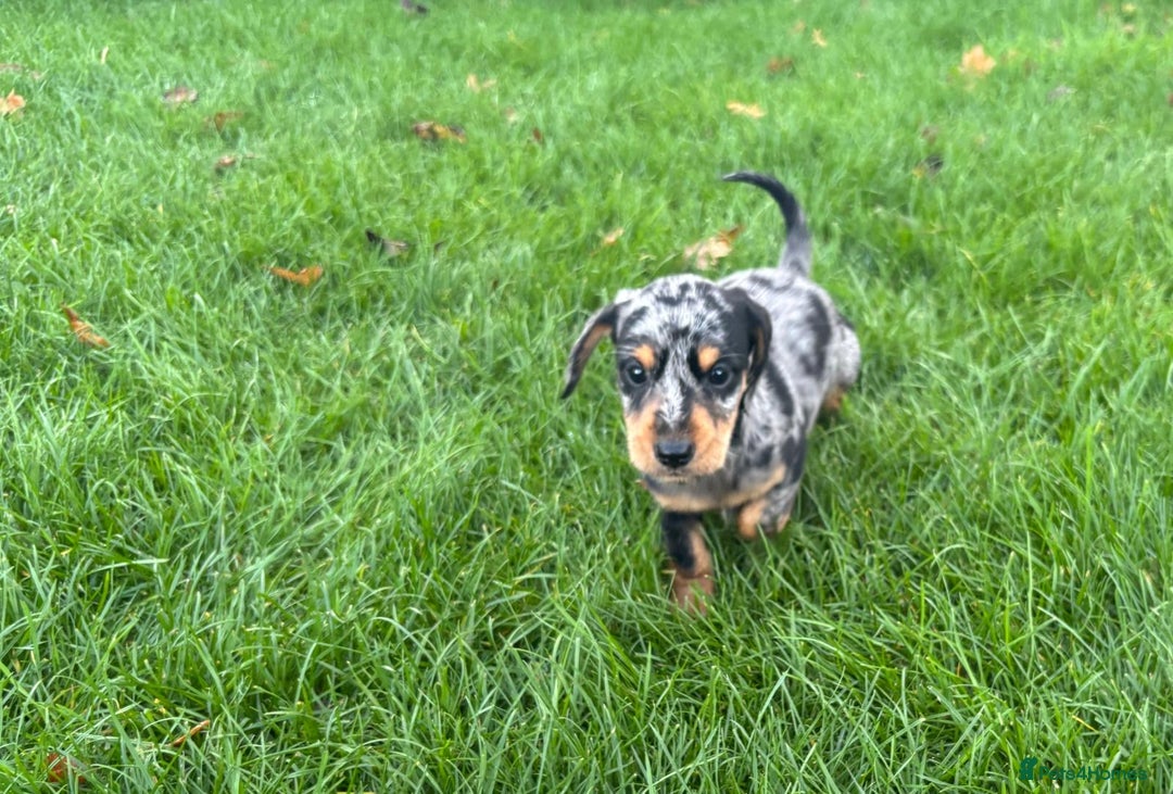 Mixed Breed dogs for sale: Dapple Shnoxy puppies for sale - Image 6